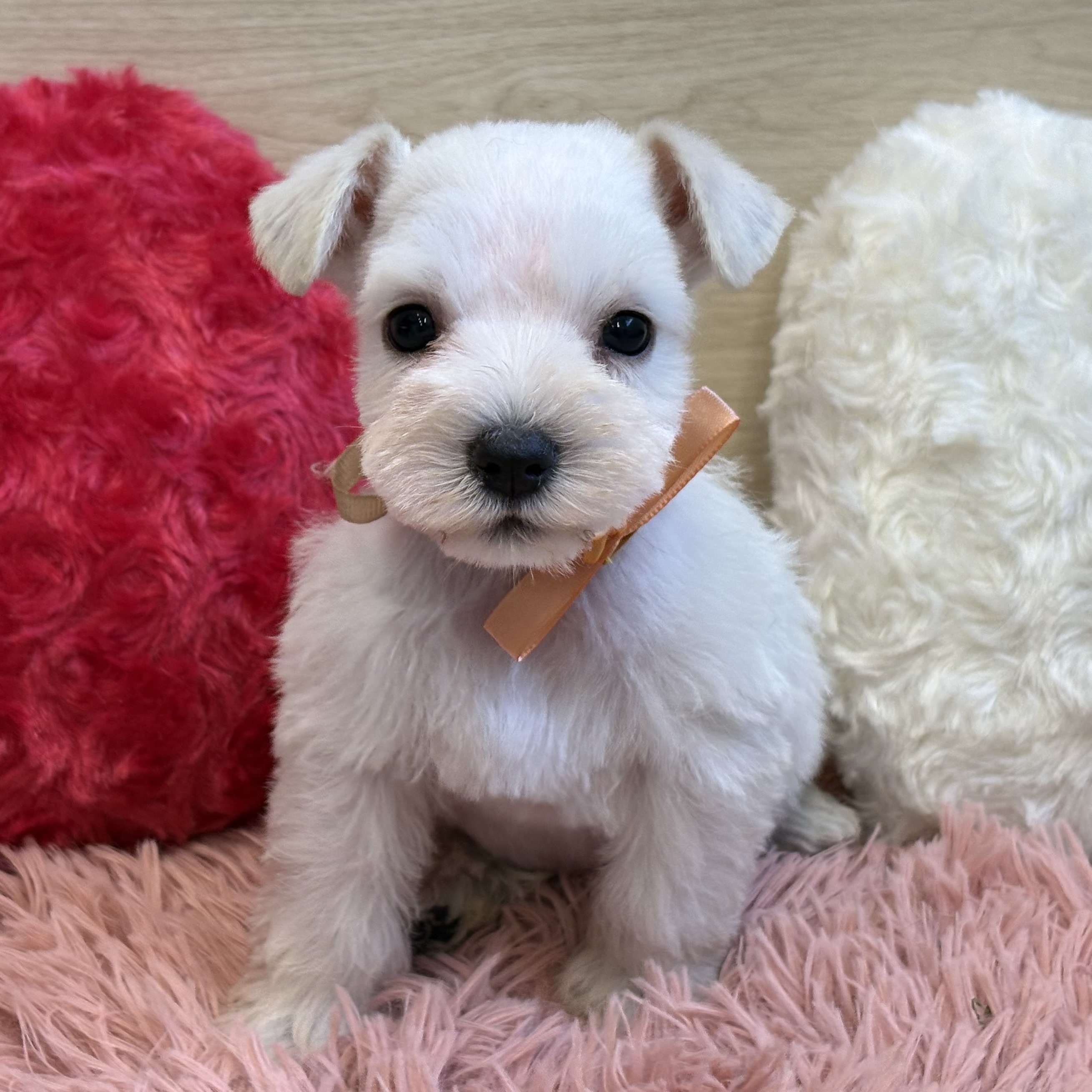 ミニチュアシュナウザー女の子の写真