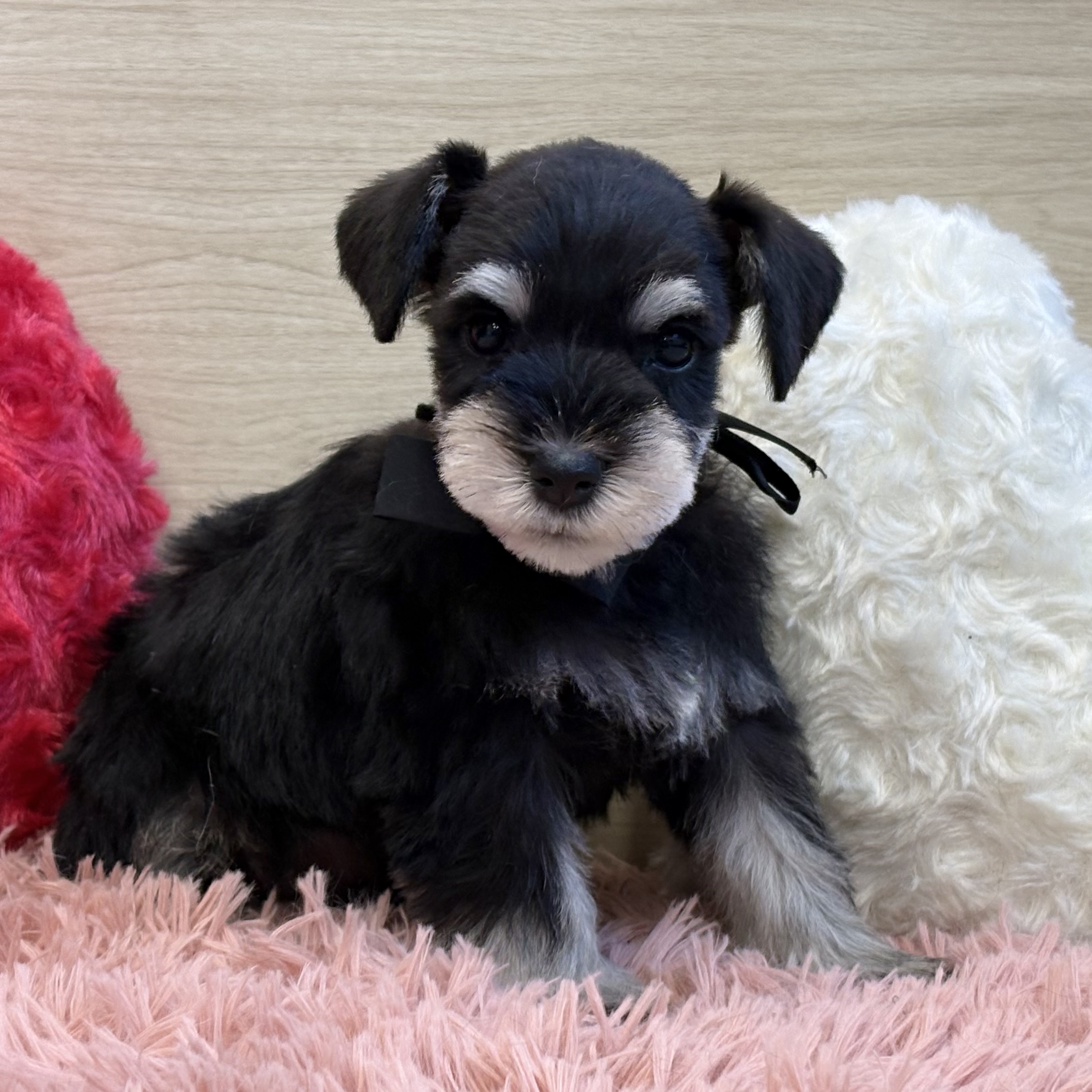 ミニチュアシュナウザー女の子の写真
