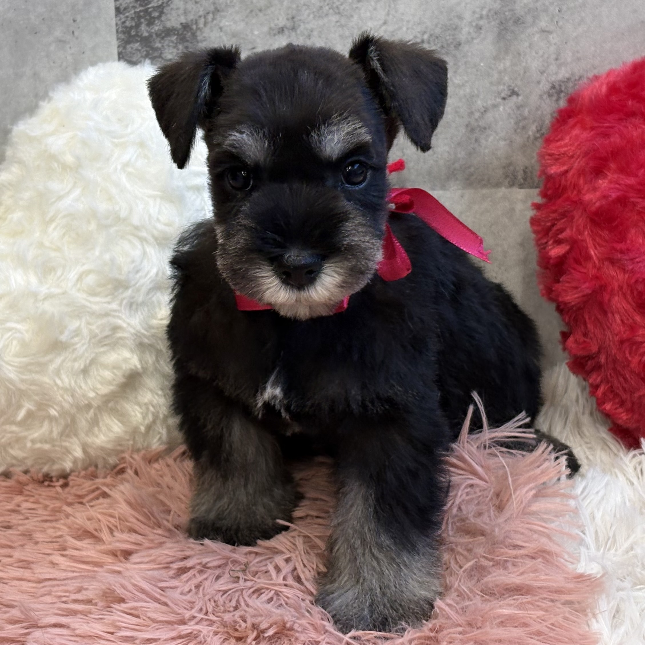 ミニチュアシュナウザー男の子の写真