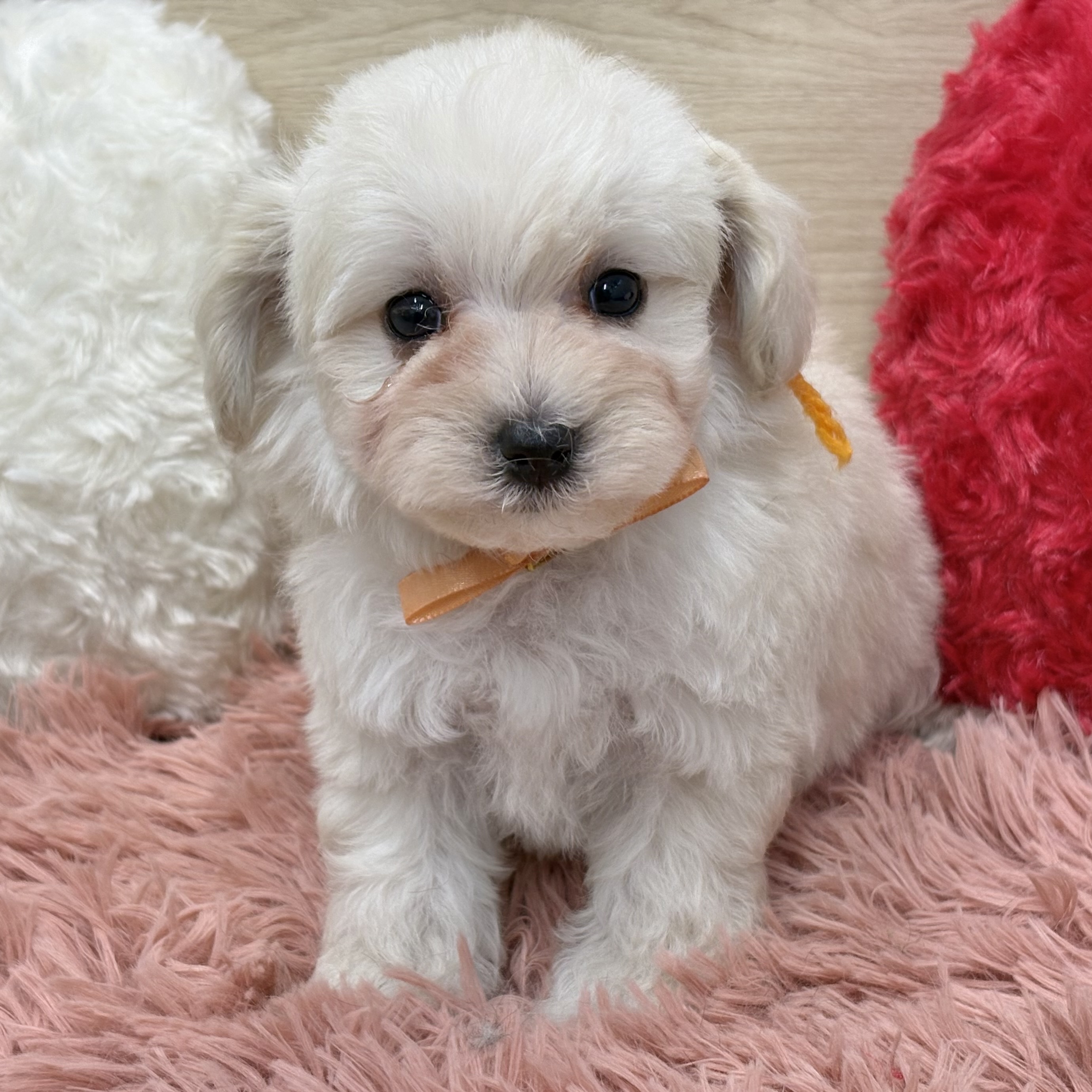 ハーフ犬女の子の写真