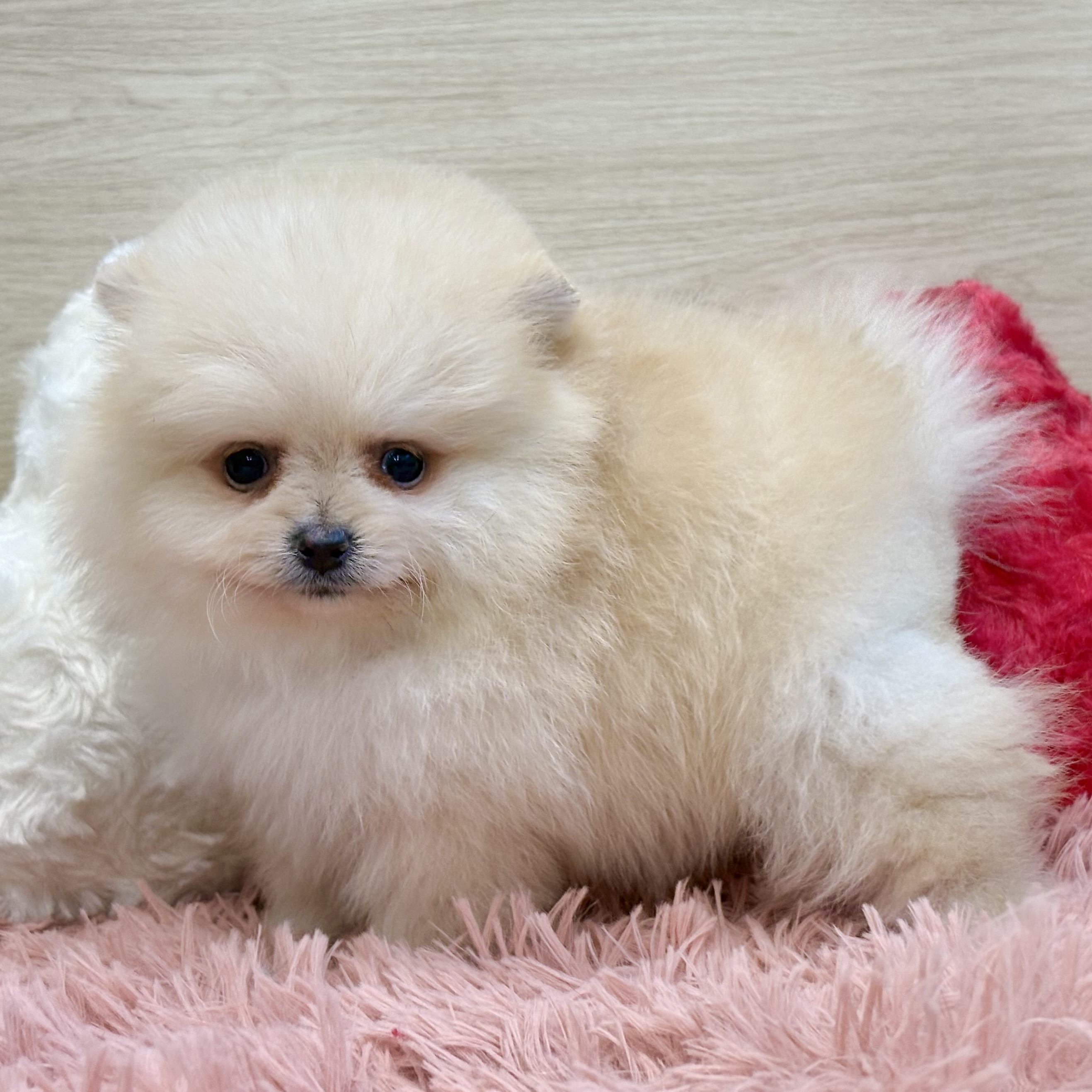 ポメラニアン女の子の写真