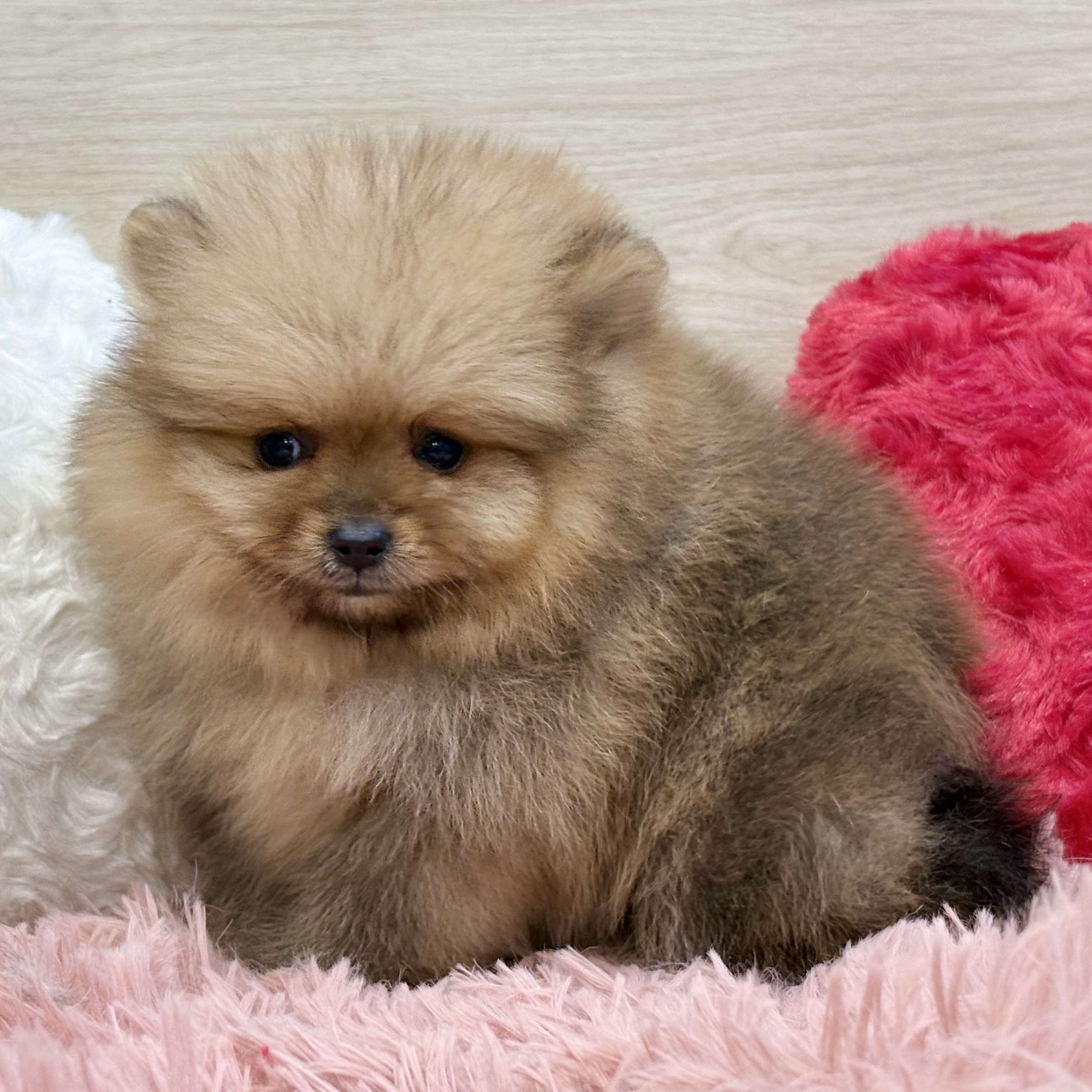 ポメラニアン女の子の写真