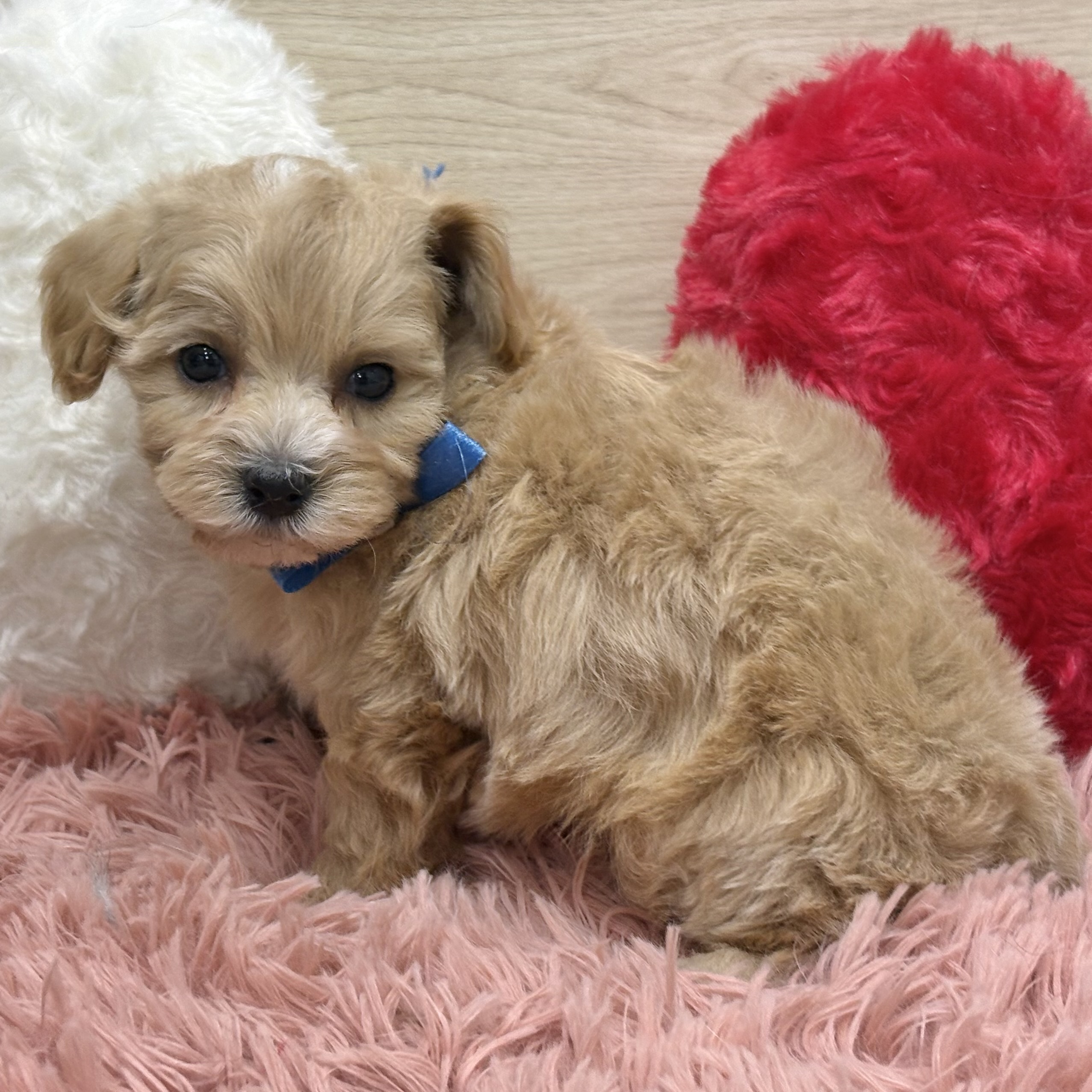 ハーフ犬男の子の写真