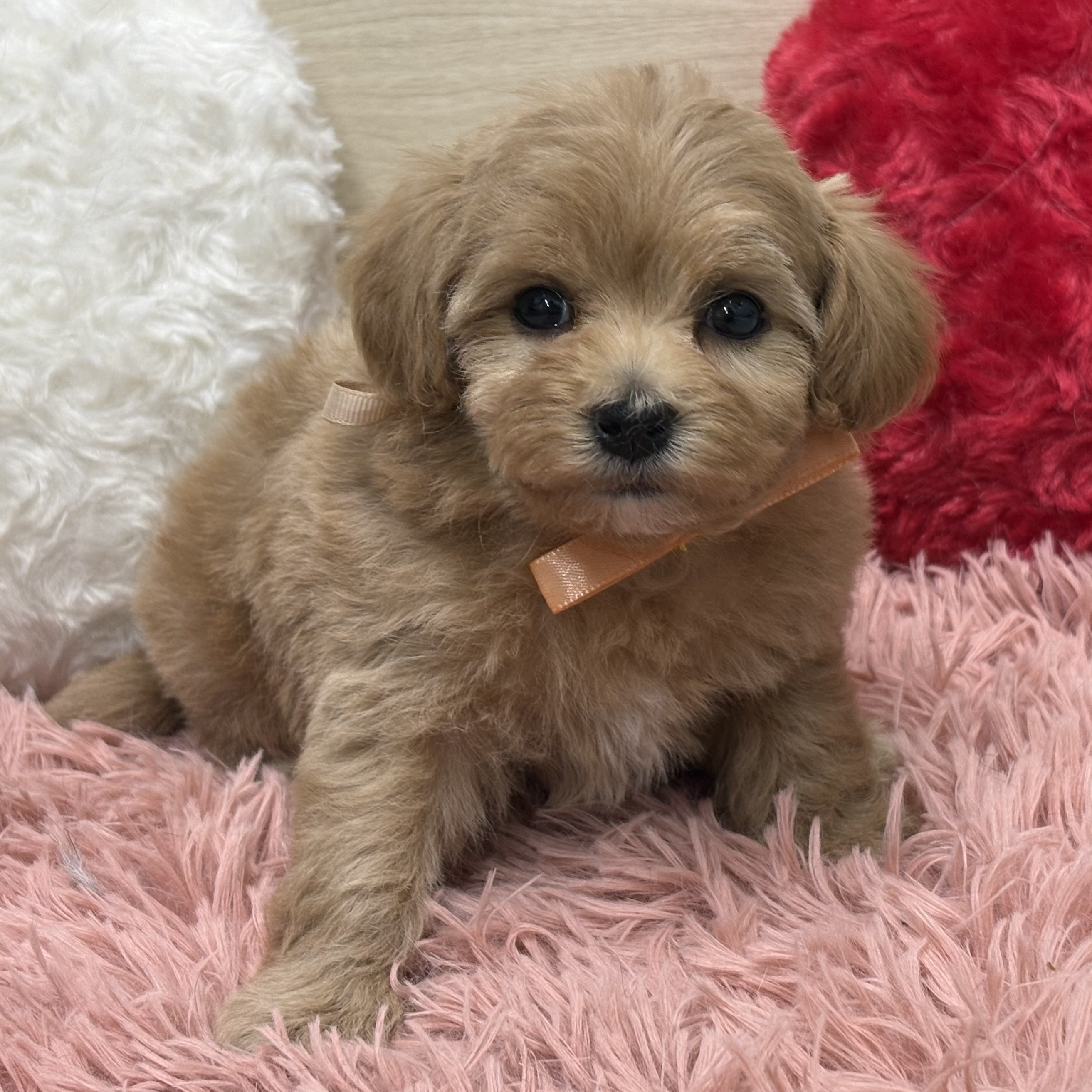 ハーフ犬女の子の写真