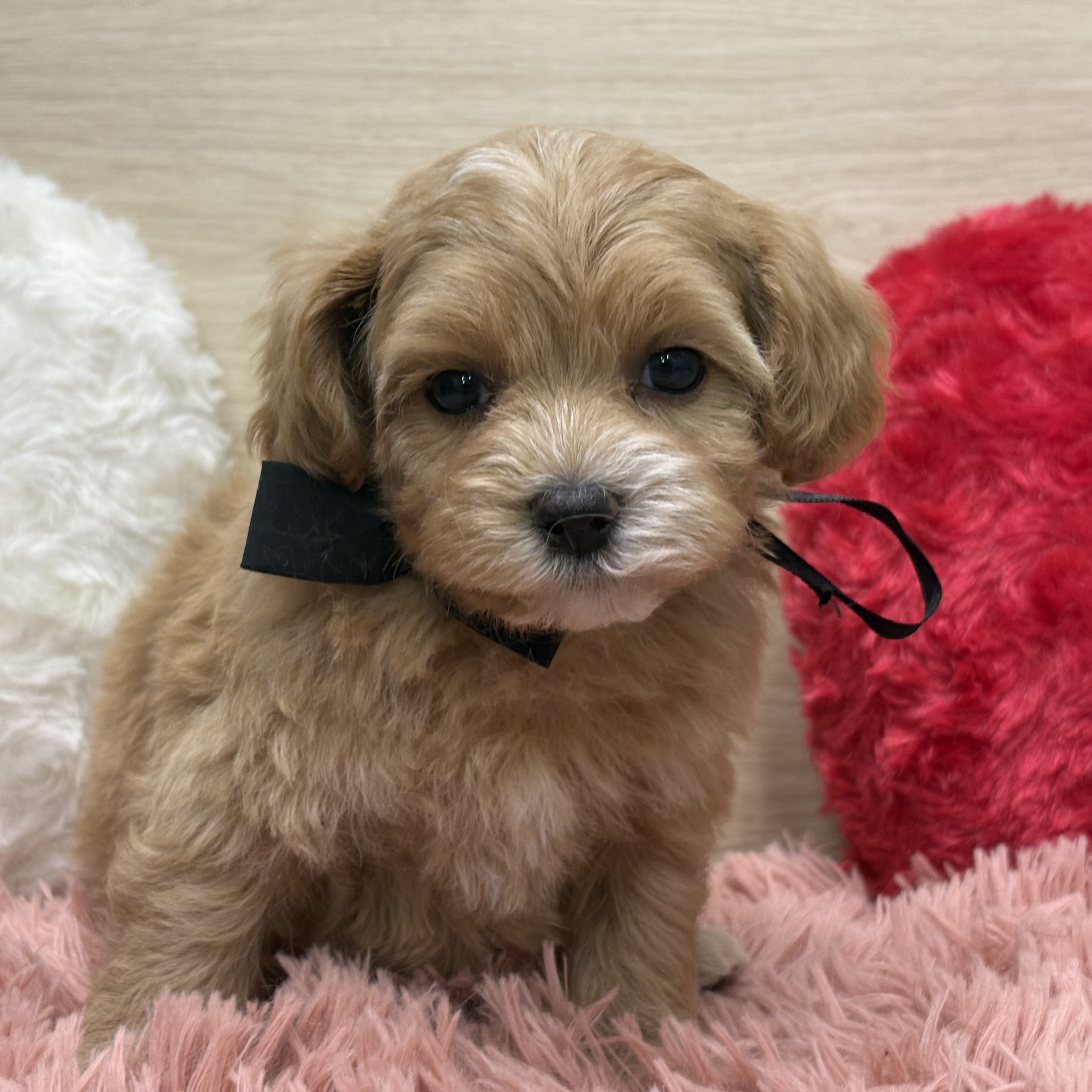 ハーフ犬女の子の写真