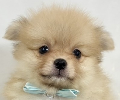 ポメラニアン男の子の写真