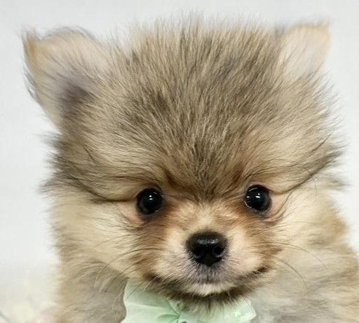 ポメラニアン男の子の写真