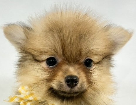 ポメラニアン女の子の写真