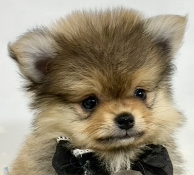 ポメラニアン女の子の写真