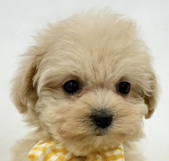 ハーフ犬女の子の写真