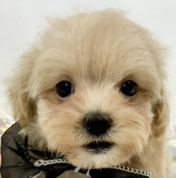 ハーフ犬男の子の写真