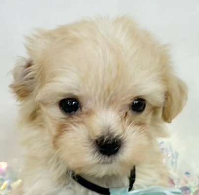 ハーフ犬女の子の写真