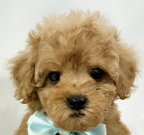 トイプードル男の子の写真