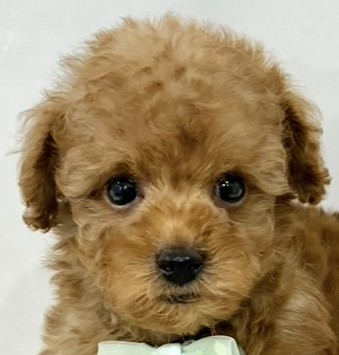 トイプードル男の子の写真