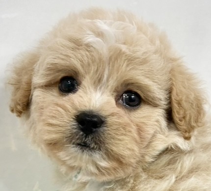 ハーフ犬男の子の写真