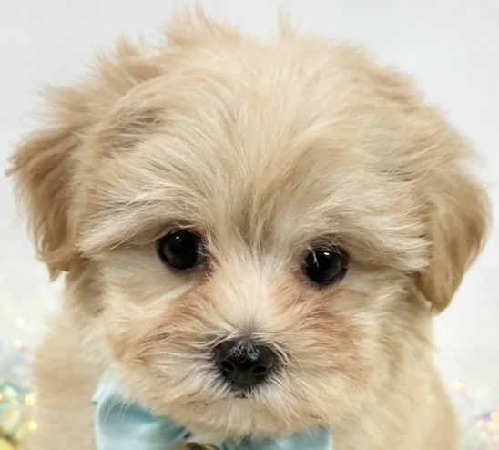 ハーフ犬女の子の写真