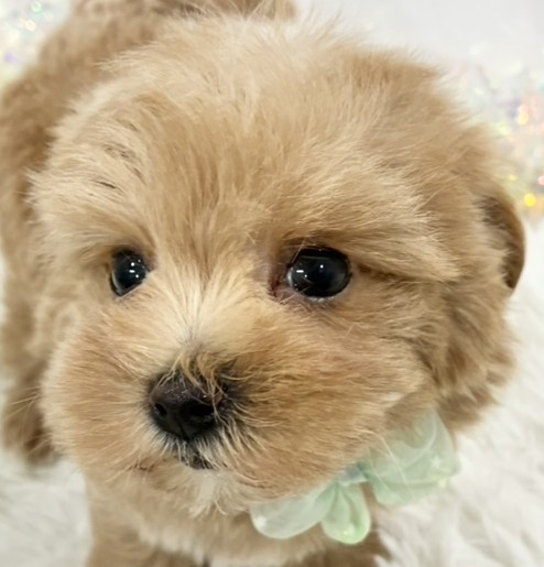 ハーフ犬男の子の写真