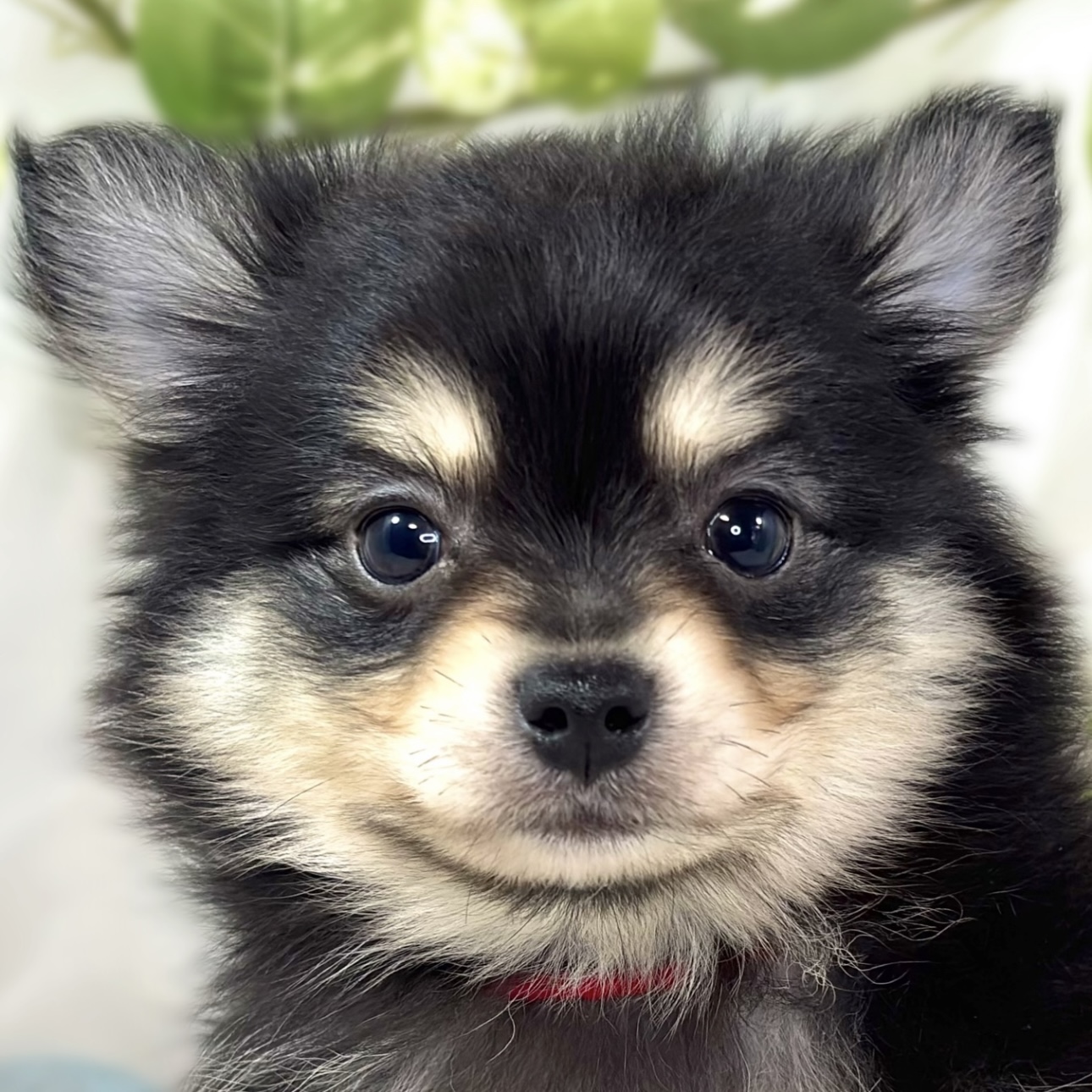 ハーフ犬男の子の写真