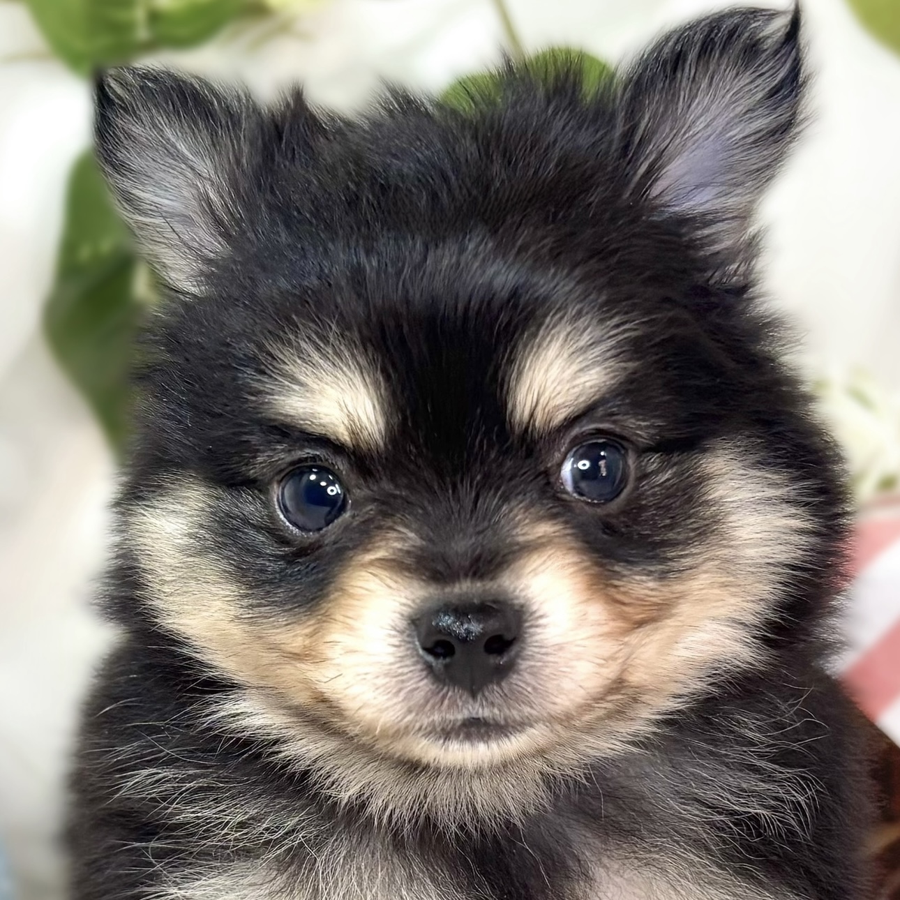 ハーフ犬男の子の写真