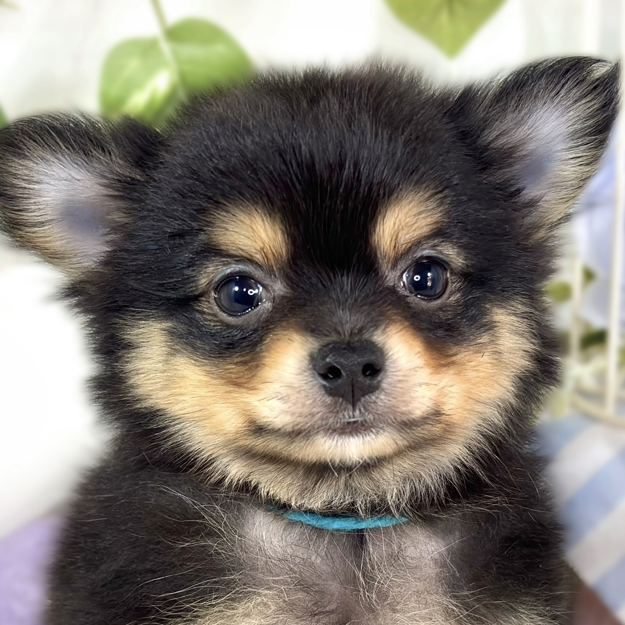 ハーフ犬男の子の写真