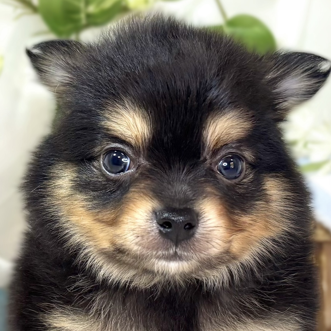 ハーフ犬男の子の写真