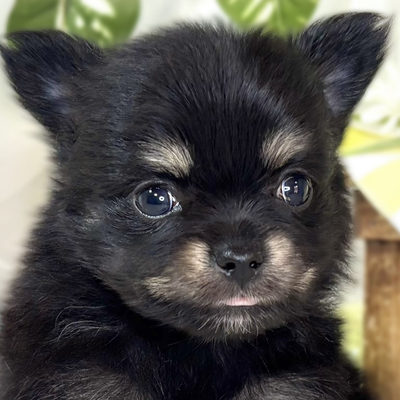 ハーフ犬男の子の写真