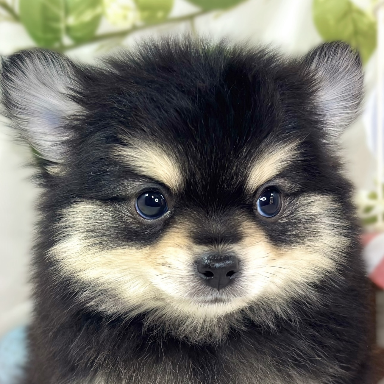 ハーフ犬男の子の写真