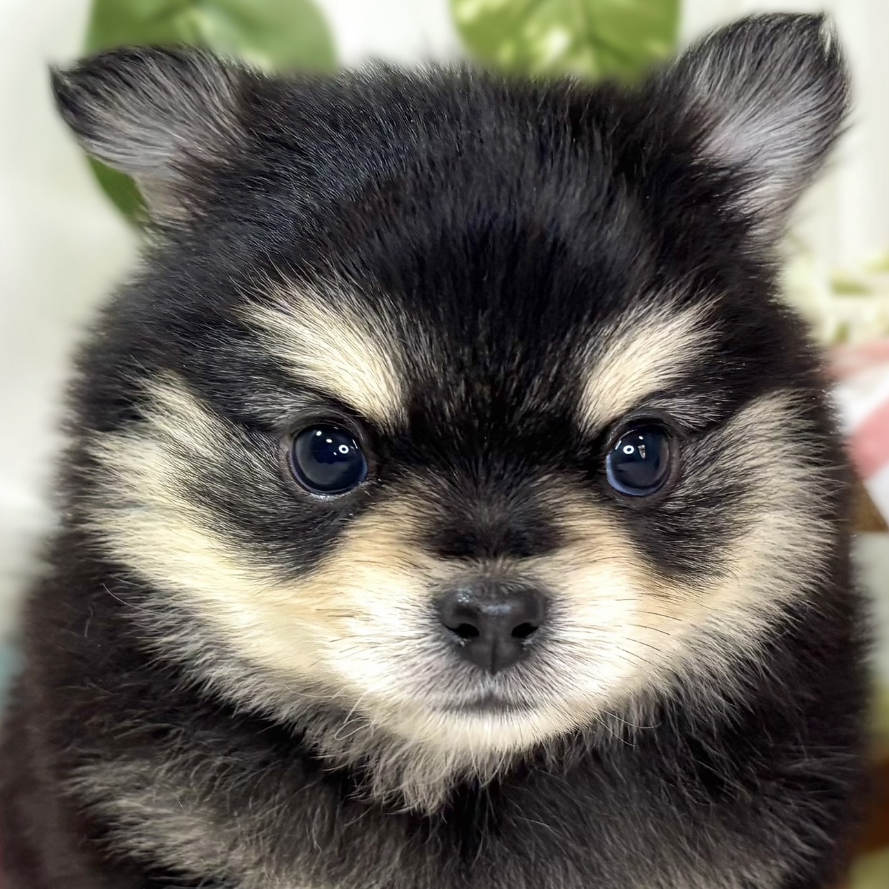 ハーフ犬男の子の写真