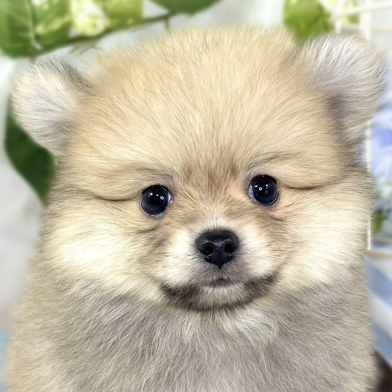 ハーフ犬男の子の写真