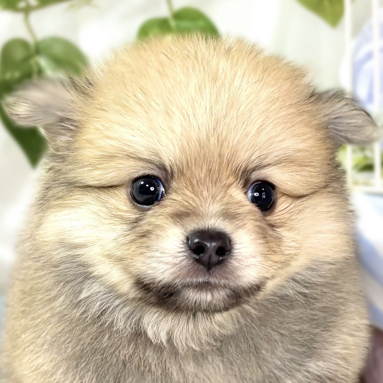 ハーフ犬男の子の写真