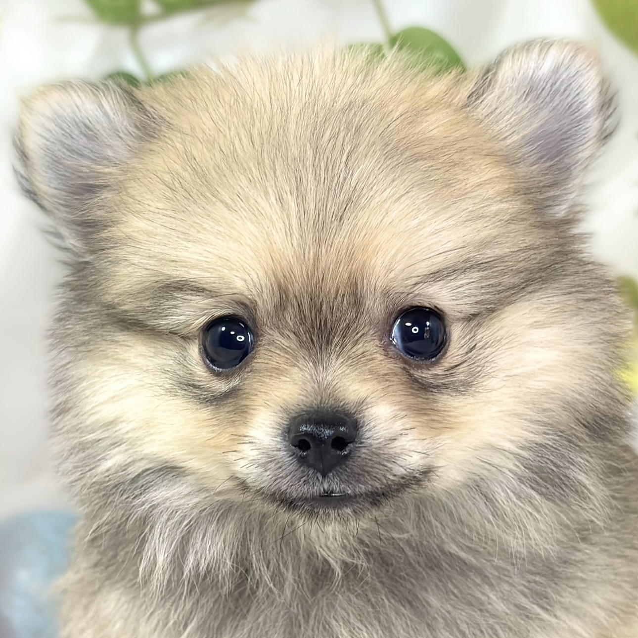 ハーフ犬女の子の写真