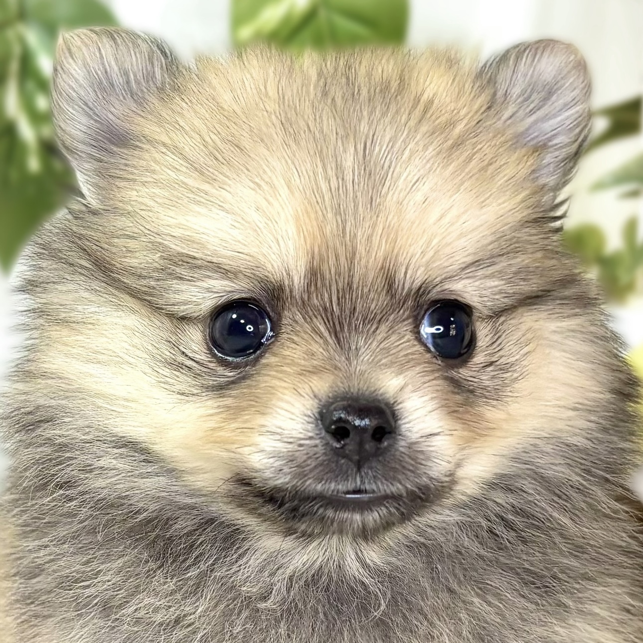 ハーフ犬女の子の写真