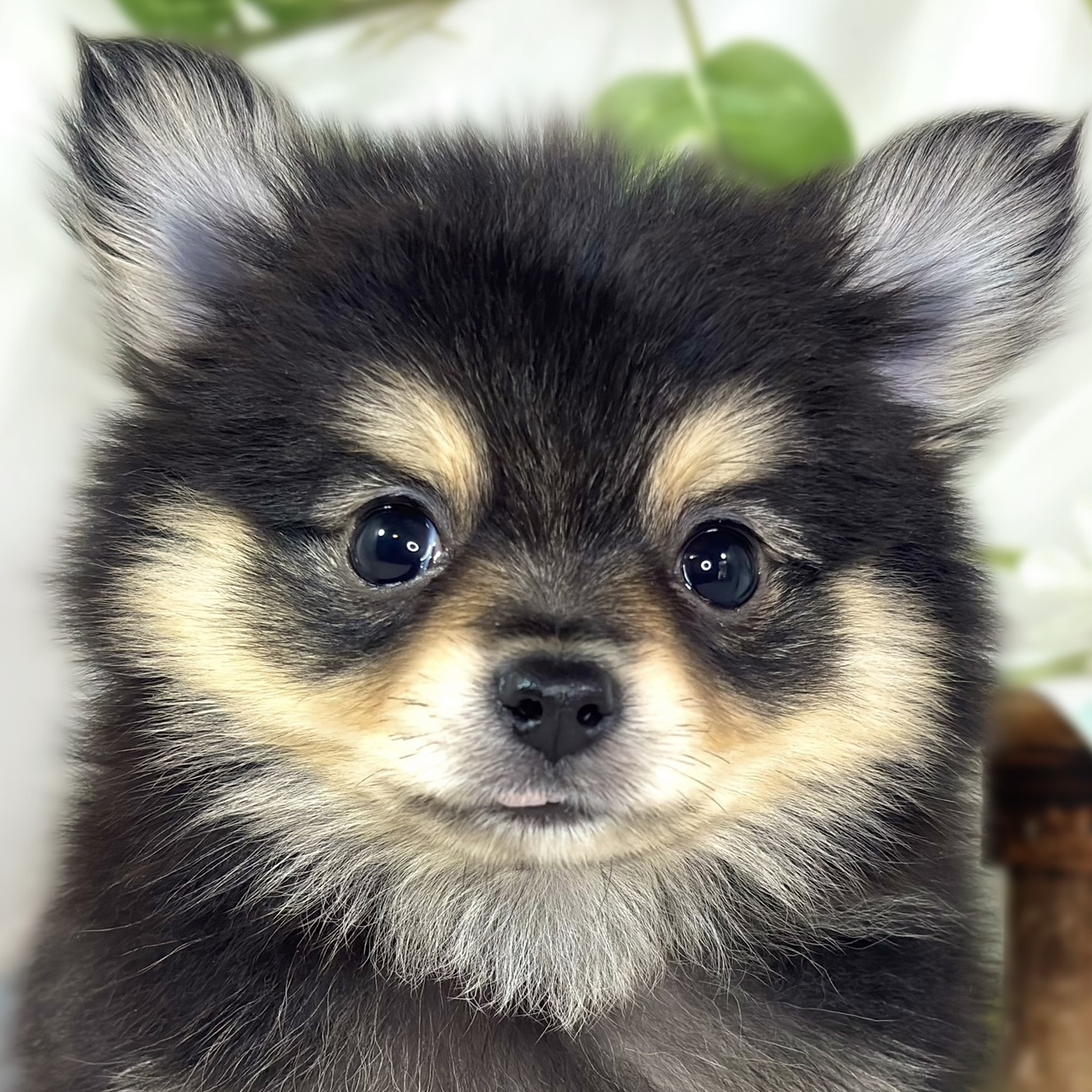 ハーフ犬男の子の写真