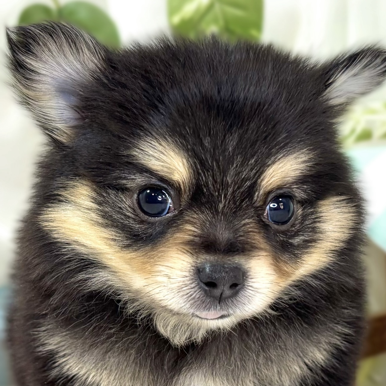 ハーフ犬男の子の写真