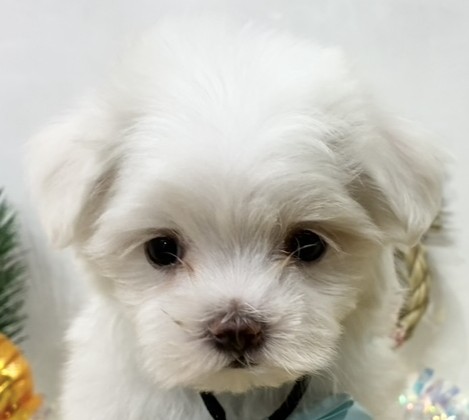 マルチーズ男の子の写真
