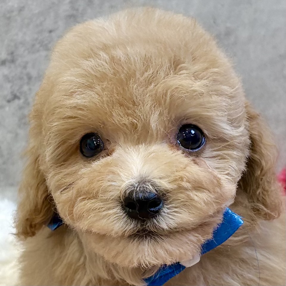 ハーフ犬男の子の写真