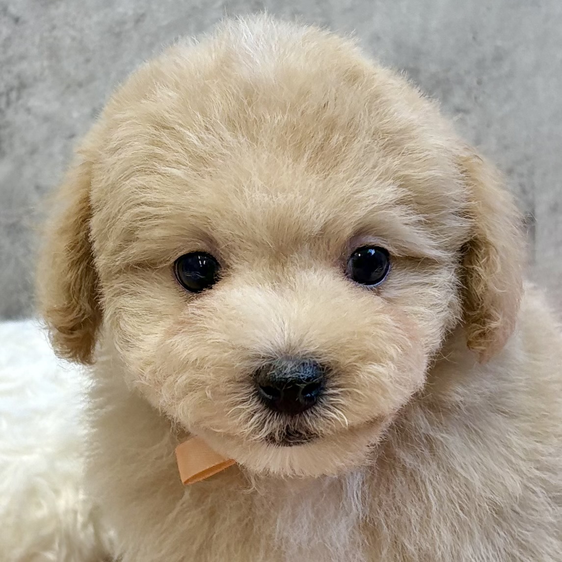 ハーフ犬男の子の写真