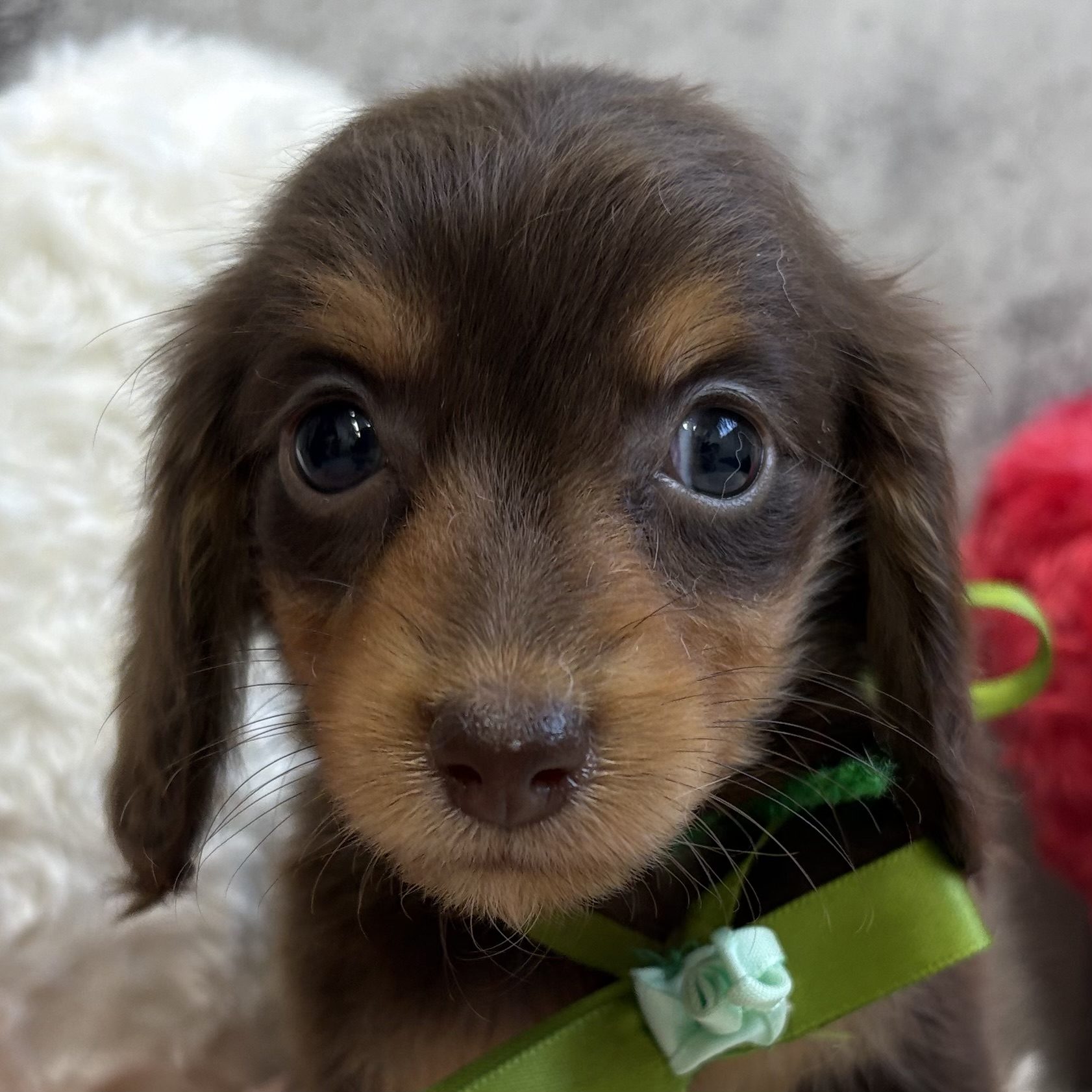 ミニチュアダックス女の子の写真