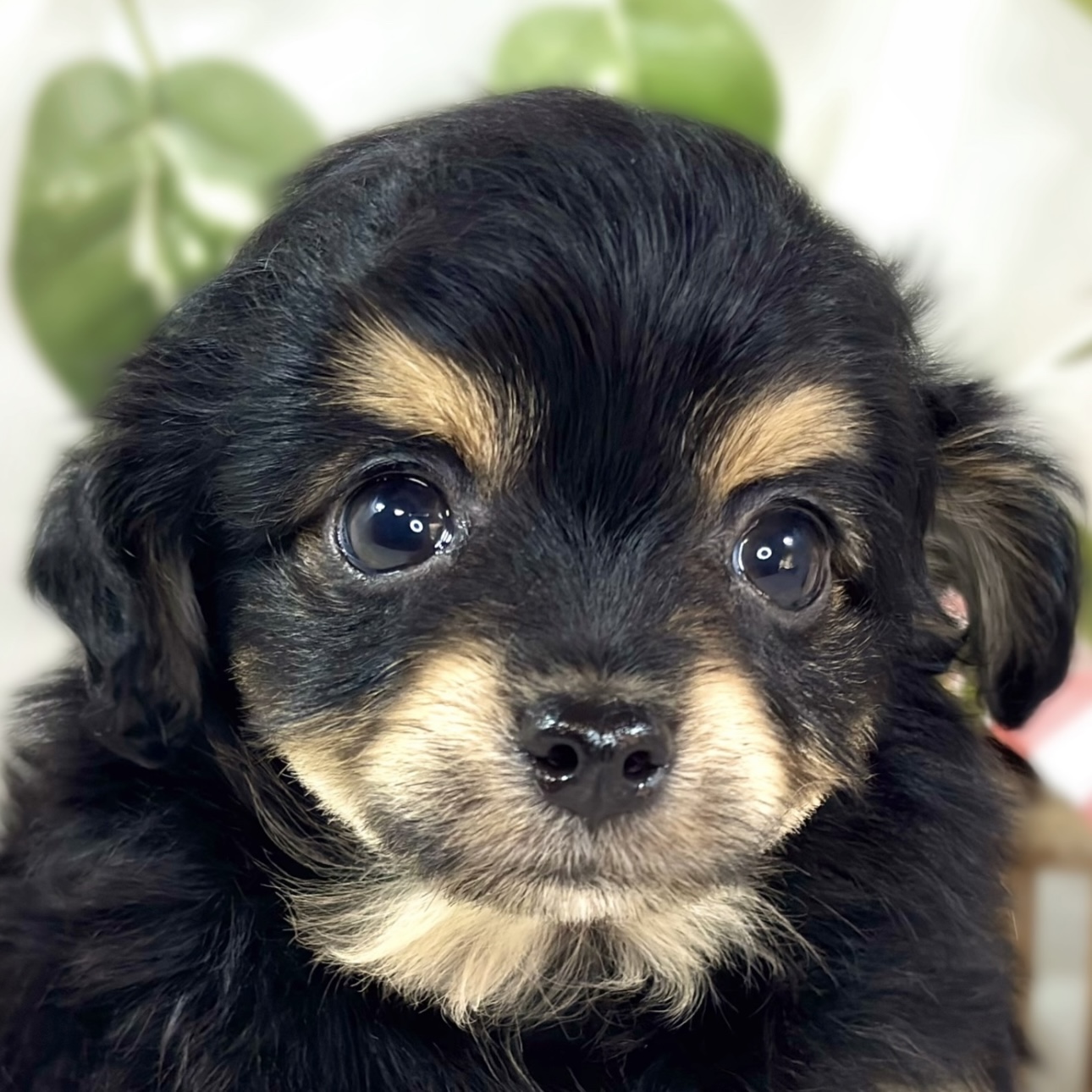 ハーフ犬女の子の写真