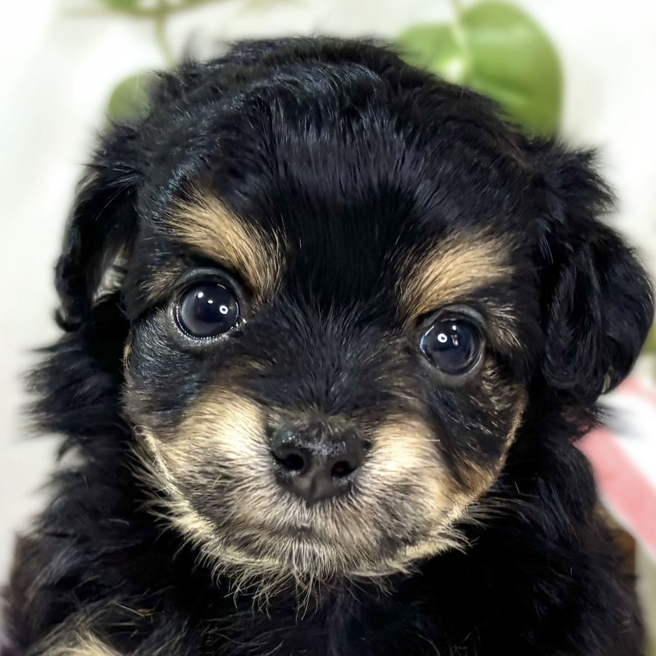 ハーフ犬女の子の写真