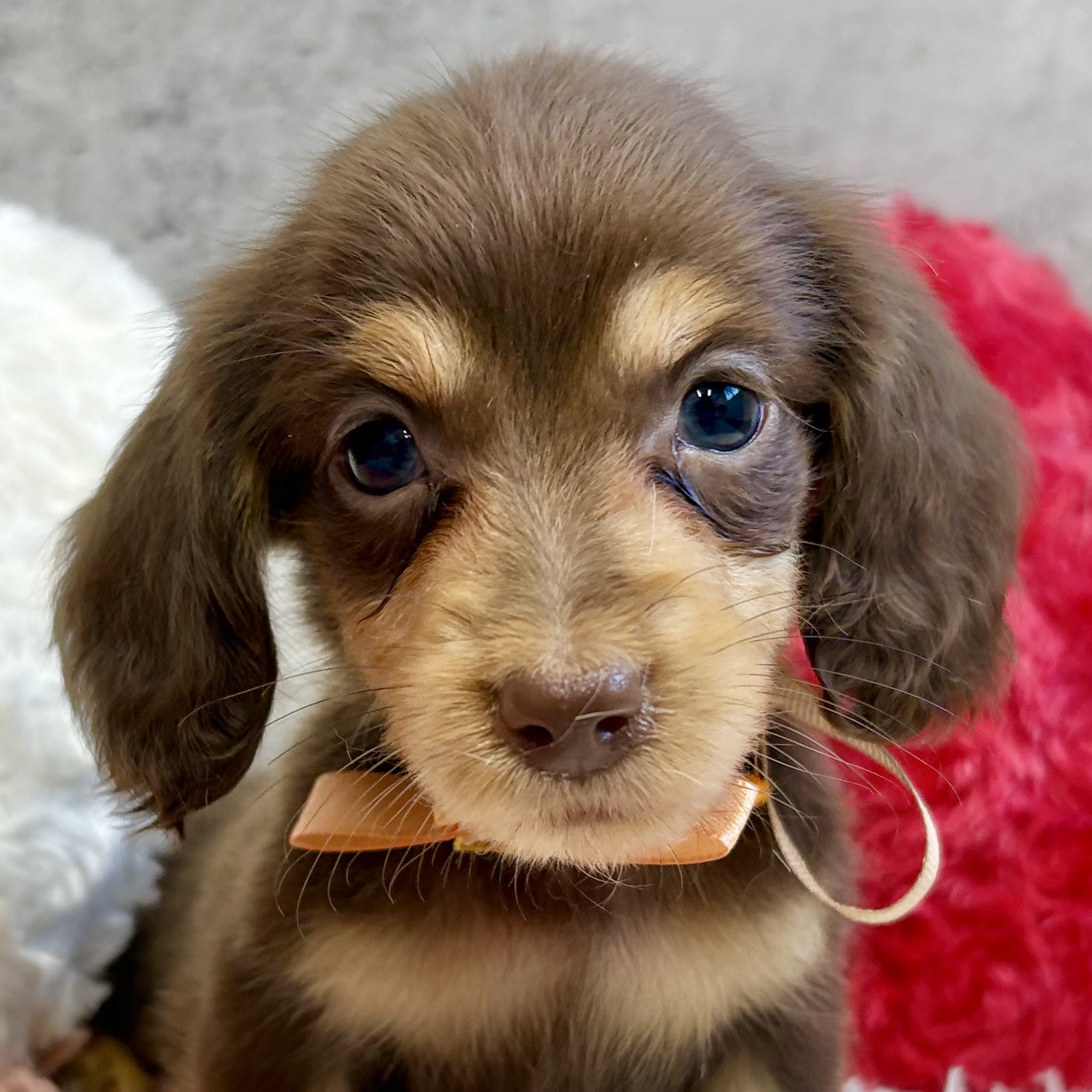 ミニチュアダックス男の子の写真