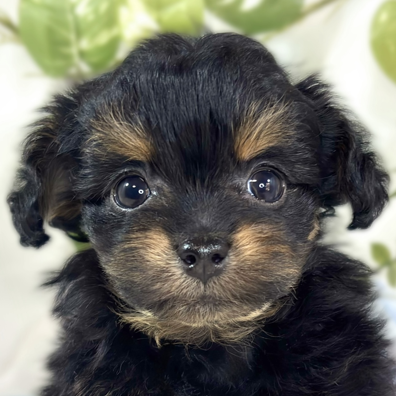 ハーフ犬女の子の写真