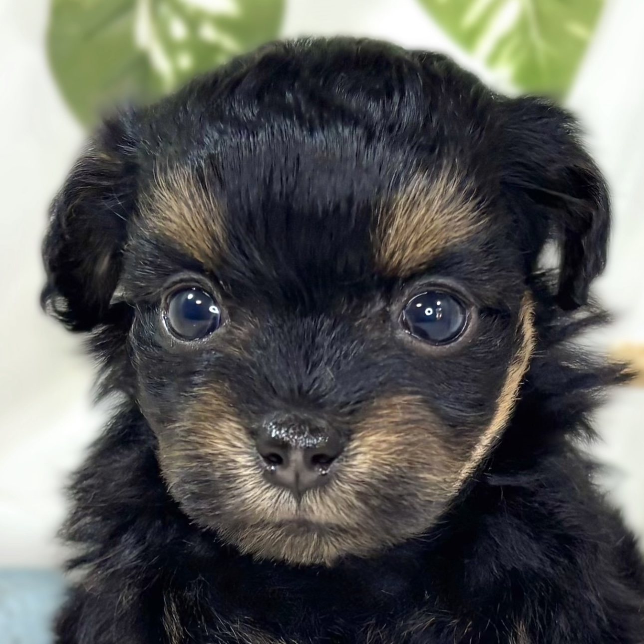 ハーフ犬女の子の写真