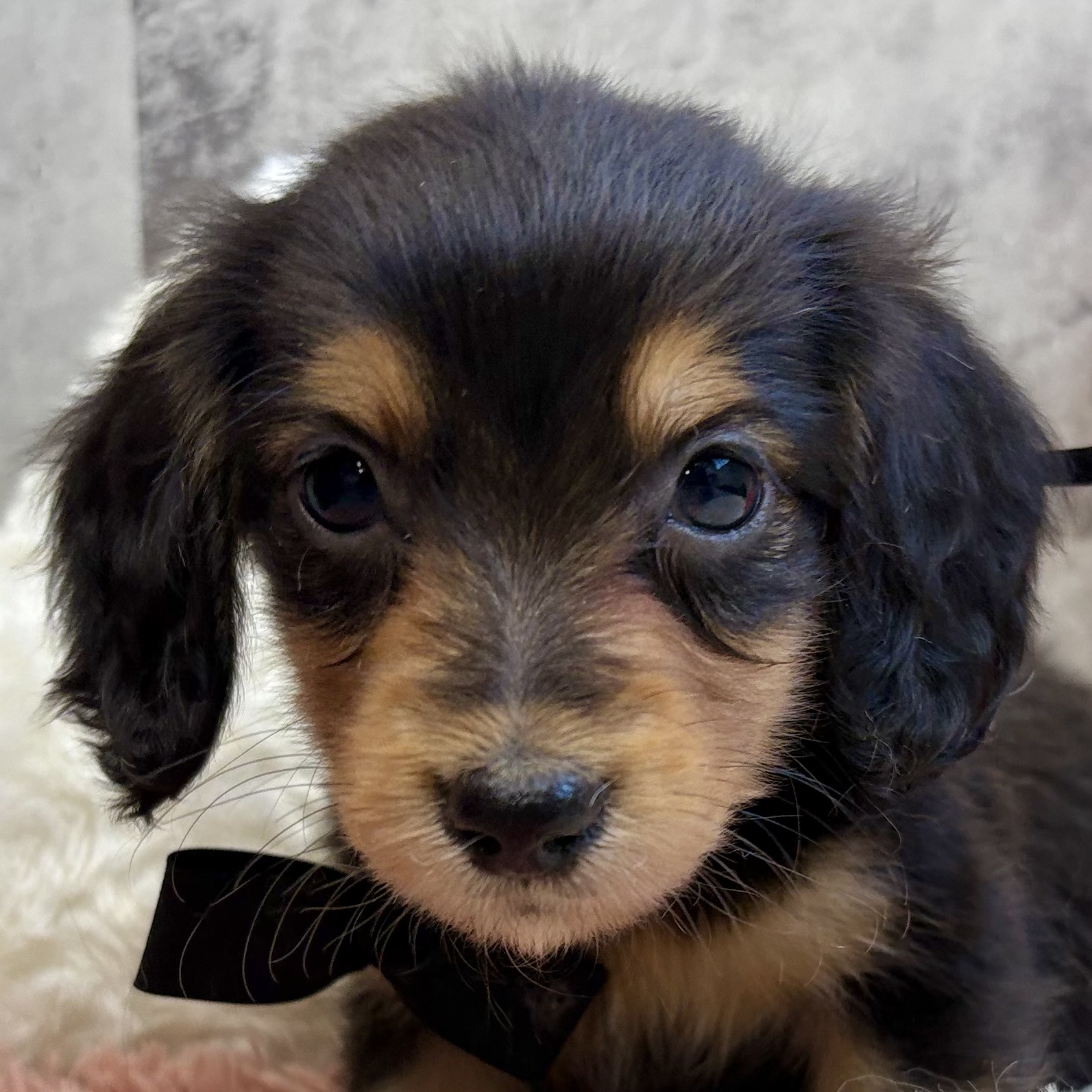 ミニチュアダックス男の子の写真