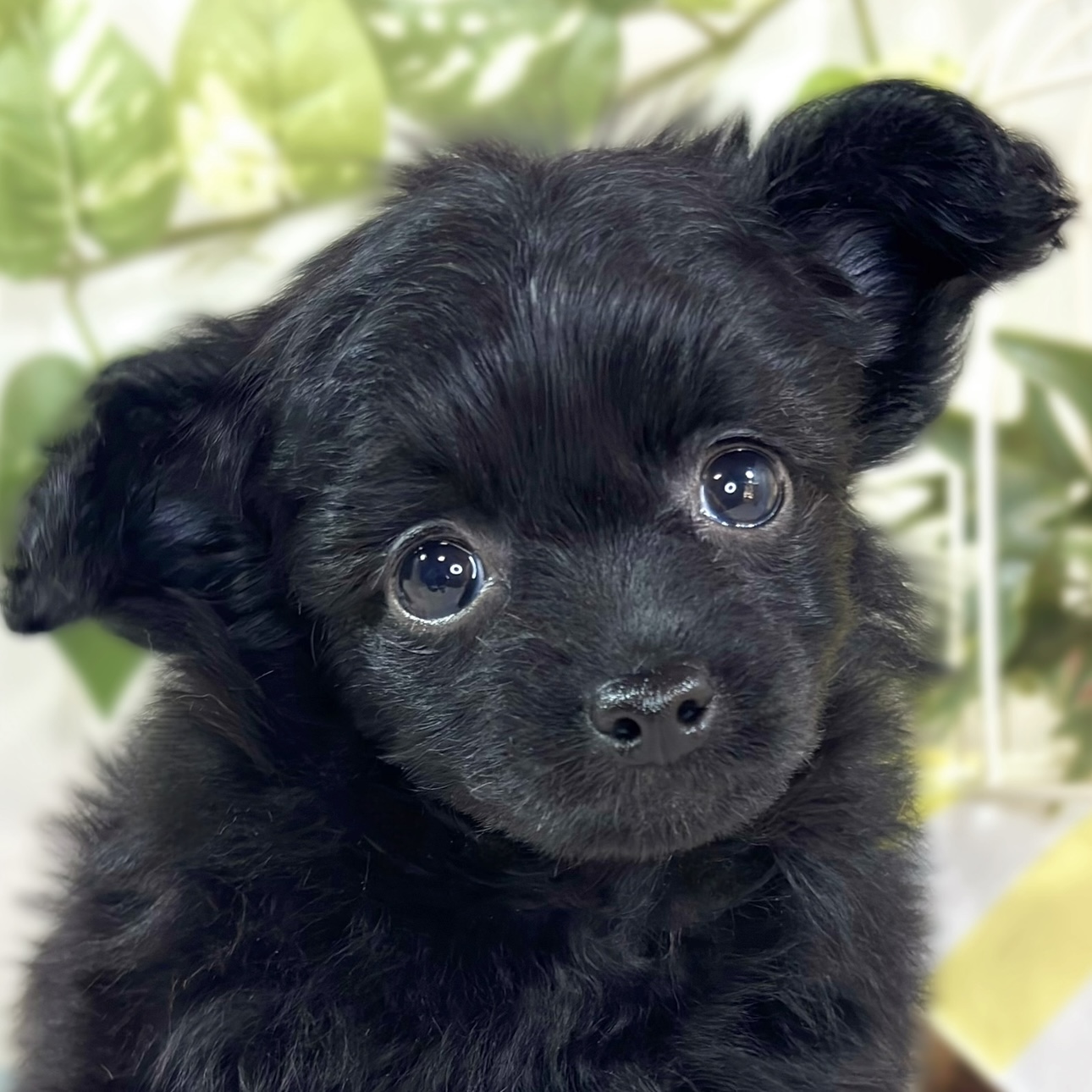 ハーフ犬女の子の写真