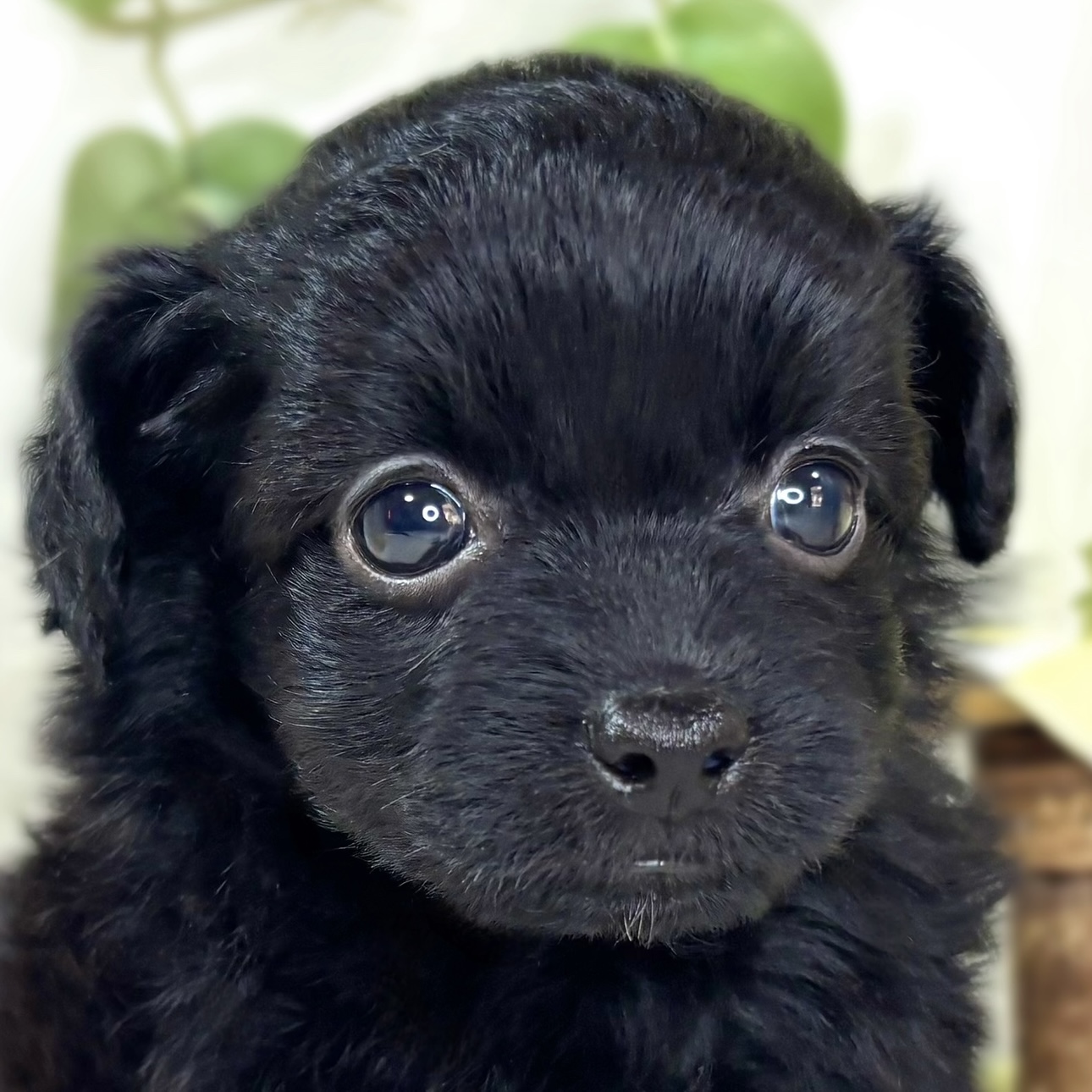 ハーフ犬女の子の写真