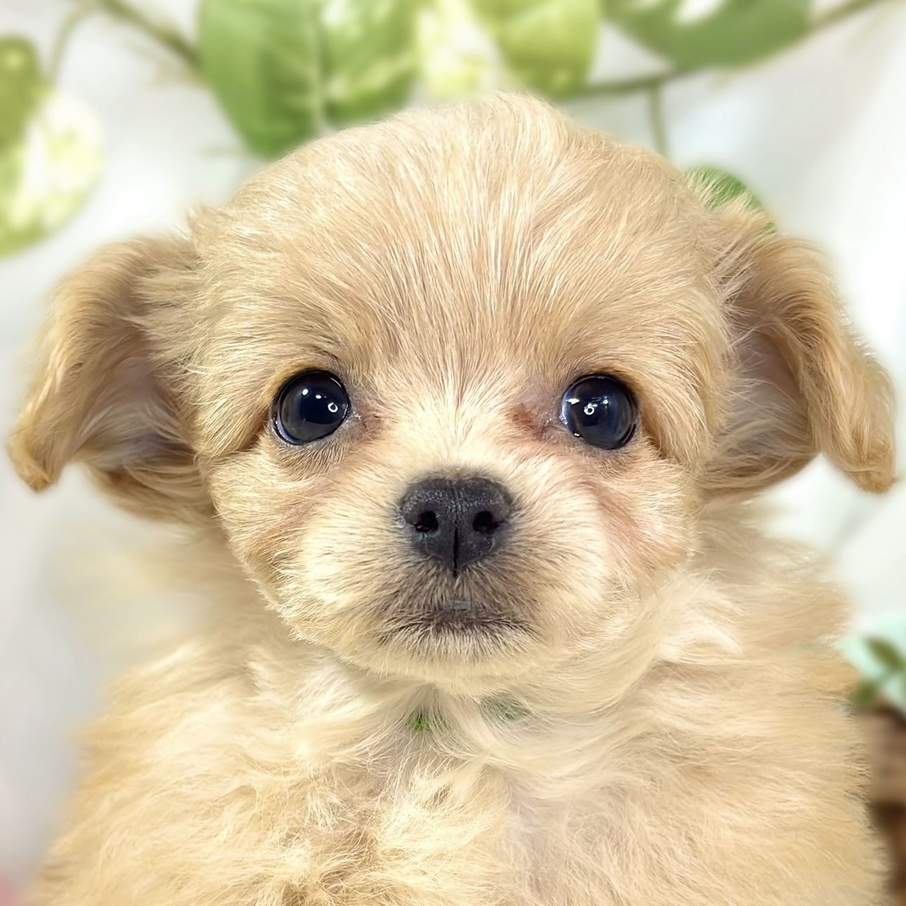 ハーフ犬女の子の写真