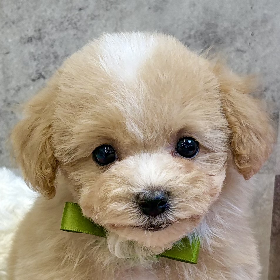 ハーフ犬女の子の写真