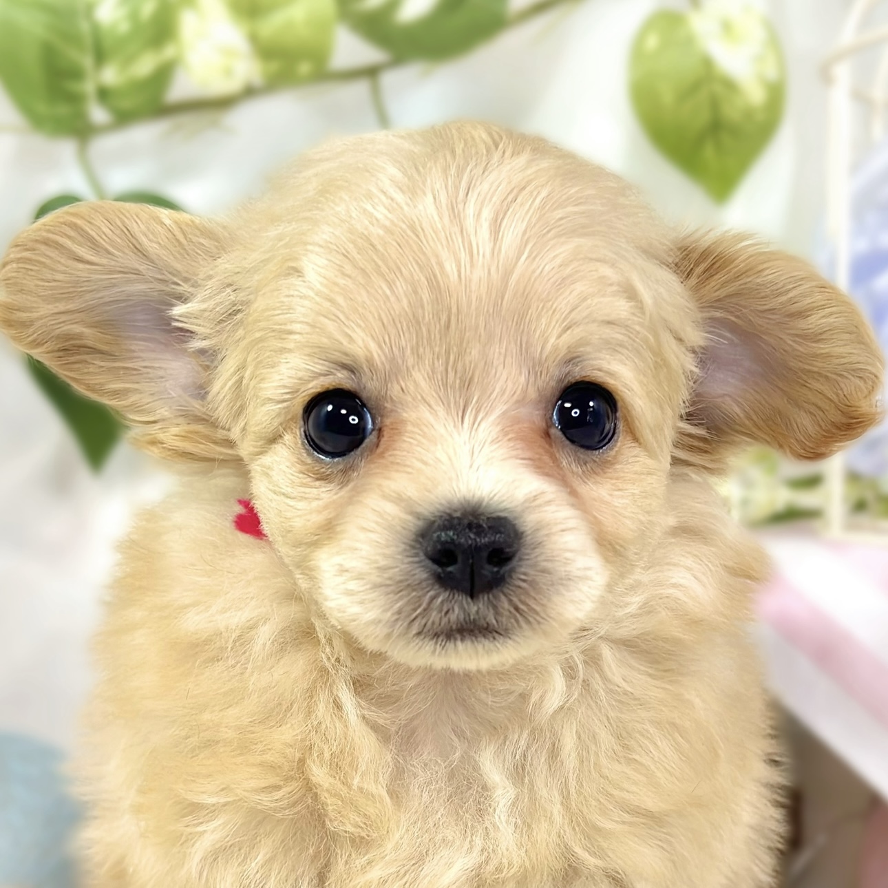 ハーフ犬男の子の写真