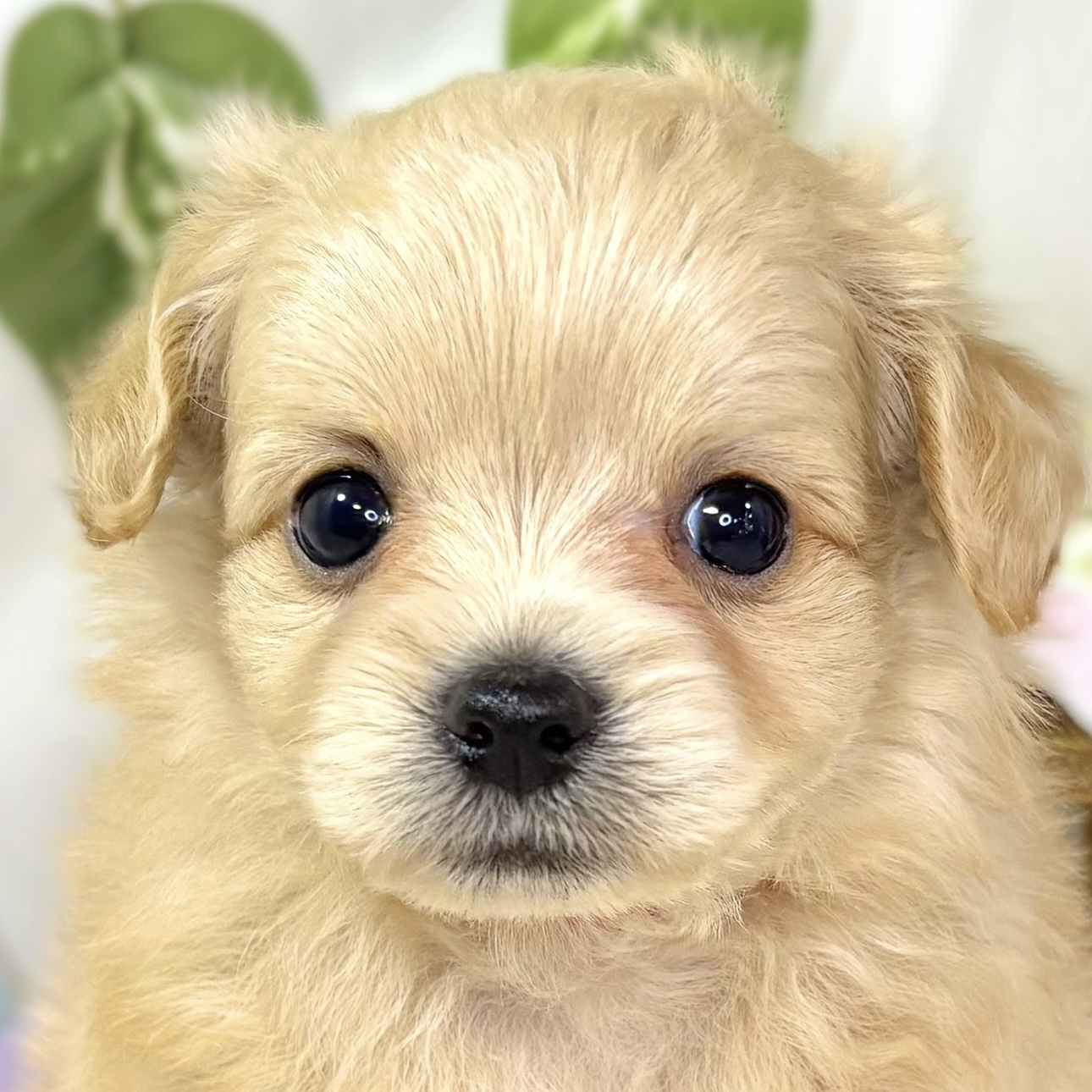 ハーフ犬男の子の写真